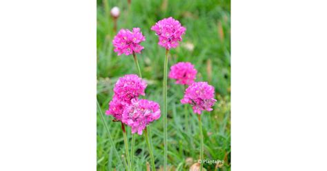 Armeria maritima Düsseldorfer Stolz