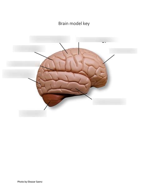 Brain Model Diagram Quizlet