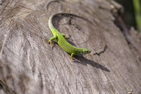 Green Lizard - Green Lizard with a Long Tail Standing on a Piece of ...