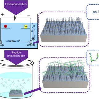 Representative Schematic Of The Immobilization Of Peptides On Metallic