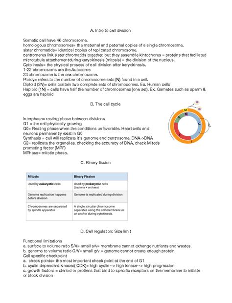 Chapter 5 notes biology - A. Intro to cell division Somatic cell have