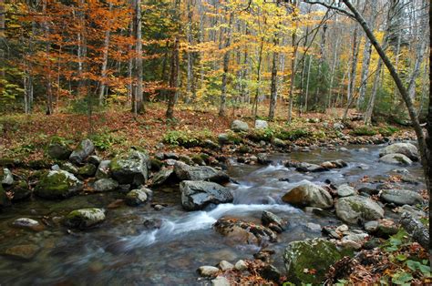 Sfondi Alberi Paesaggio Foresta Fiume Natura Selvaggia Stagno