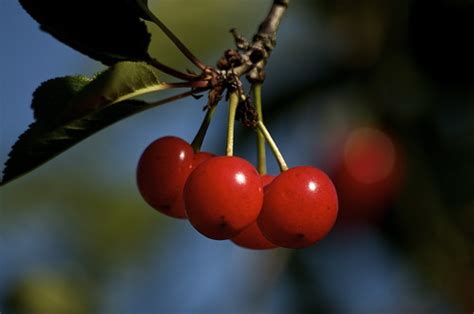 Le Temps Des Cerises Cerises Griottes Jean Yves Romanetti Flickr