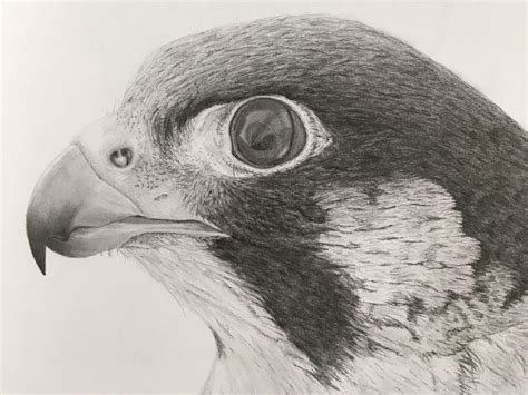 Ran Art Blog. Figurative pencil drawing of a peregrine falcon Realistic ...