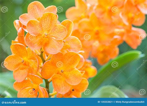 Orange Orchids Ascocenda In Orchid House Stock Image Image Of