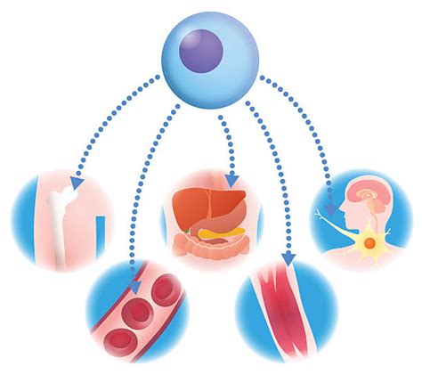 130 Regenerative Cells Stock Illustrations Royalty Free Vector Graphics And Clip Art Istock