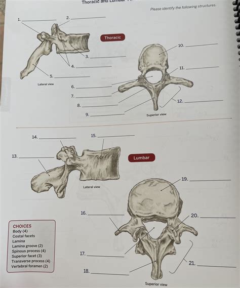 Thoracic And Lumbar Vertebrae Diagram Quizlet