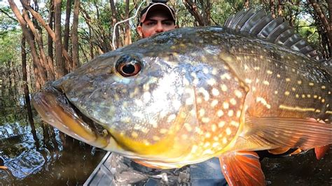 Amaz Nia Moradia Dos Monstros Perto Do Peixe E Longe De Tudo