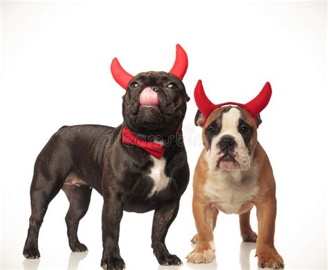 Cute Couple Of Devil Dogs Celebrating Halloween Stock Photo Image Of