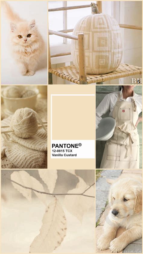 Pantone Pms Tpg Vanilla Custard F E B Schema Off