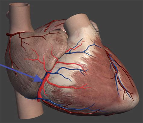 Bio 202 Lab Heart Model Veins And Arteries Flashcards Quizlet