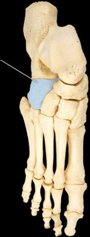 PAL Cadaver Appendicular Skeleton Lower Limb Flashcards Quizlet