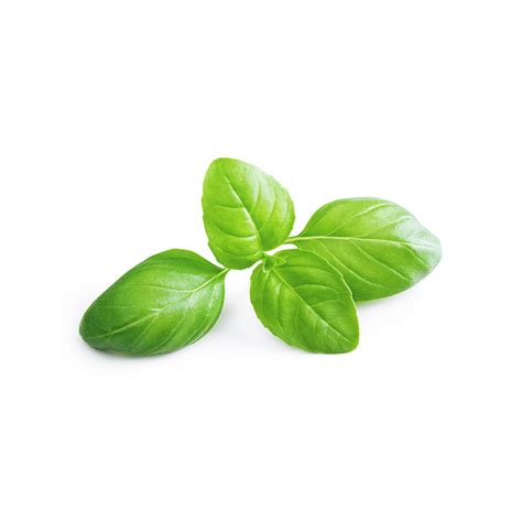 Sweet Basil – growgreen