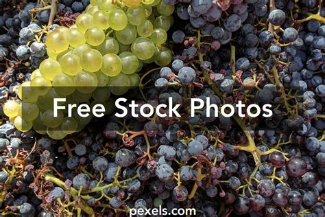 The Red Vineyard Photos, Download The BEST Free The Red Vineyard Stock Photos & HD Images