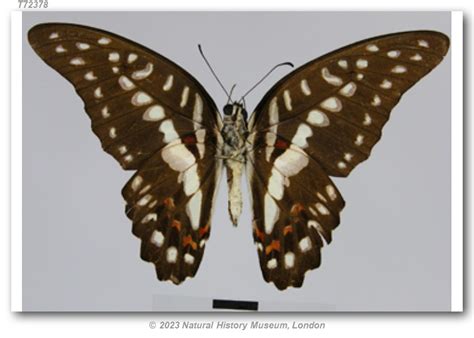 Graphium Eurypylus Arctofasciatus Type Specimens