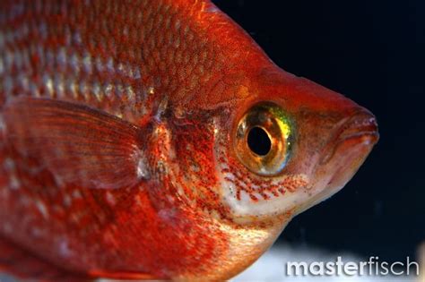 Salmon Red Rainbowfish Glossolepis Incisus Masterfisch