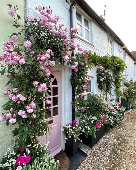 David Austin Rosa Mary Delaney Rose Garden Design Cottage Garden