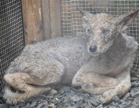 Undergrads help Dr. Rob care for sick coyote | New England Wildlife Center