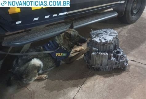 ajuda de cães farejadores PRF apreende droga em encomenda Nova