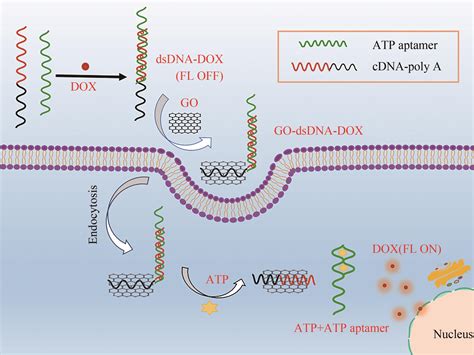 Construction Of Graphene Oxide Dna Nanoprobe For Adenosine