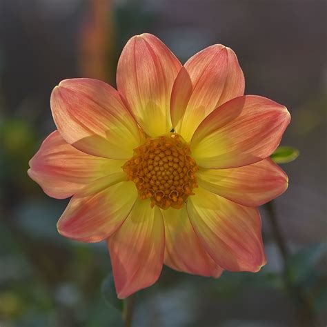 Evening Dahlia Mike Friel Flickr