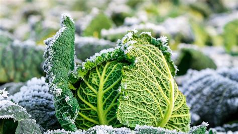 Pflanzen Vor Frost Sch Tzen Mit Hausmitteln Edeka