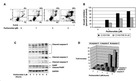 A Parthenolide Triggers A Dose Dependent Caspase Mediated Apoptosis