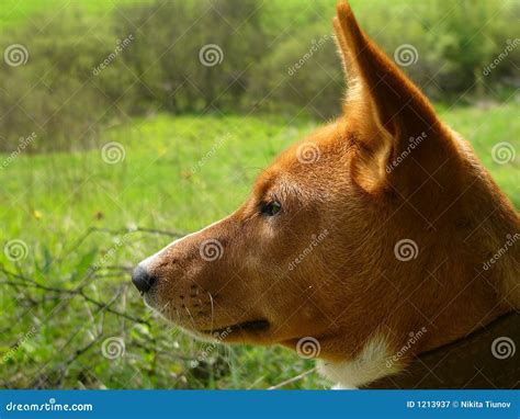 Alert Dog Stock Image Image Of Animal Alert Closeup 1213937