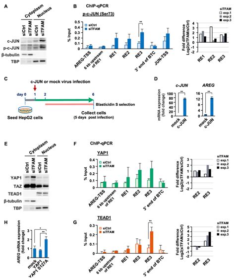 C JUN And Activated YAP1 TEAD1 Induce AREG Expression Under