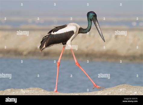 Male Black Necked Stork Ephippiorhynchus Asiaticus Stock Photo Alamy