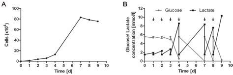 Large Scale Expansion Of Human Umbilical Cord Cells In A Rotating Bed