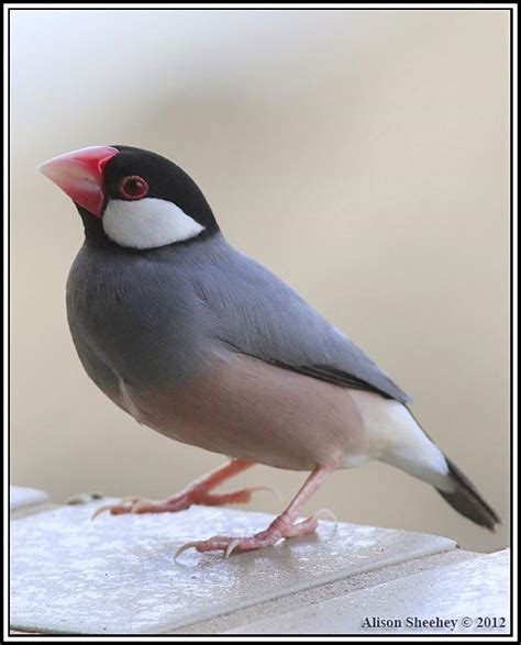 Birdseye Photography Java Sparrow Photo By Alison Sheehey