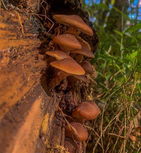 MAY naibovisuals.eth on Twitter: "The “Shrooms”! Link: https://t.co
