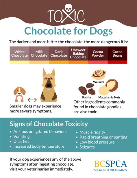 Signs of chocolate toxicity in your dog - BC SPCA