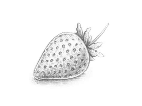 How To Draw 10 Different Varieties Of Berry Envato Tuts