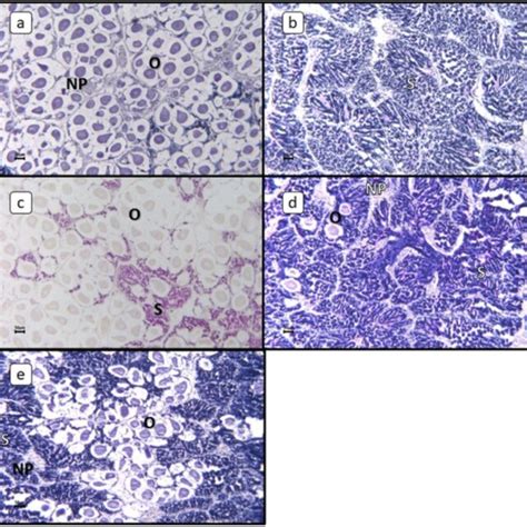 Photomicrographs Of Gonadal Tissue Of Tridacna Squamosa A Female B