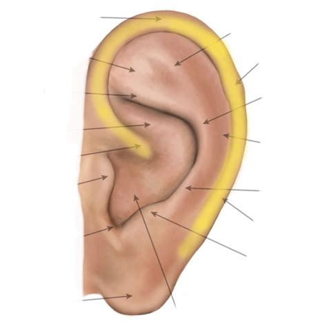 Auricular Structures And Points From CAM Diagram Quizlet