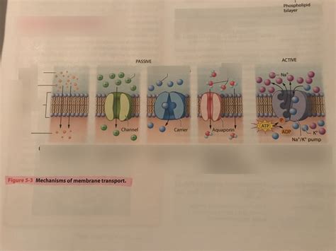 Mechanisms Of Membrane Transport Diagram Quizlet