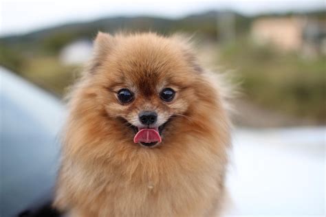 dog puppy pomeranian pet  photo  pixabay