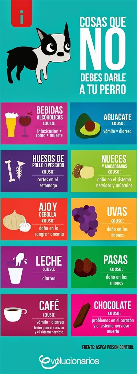 Comida Que No Debes De Dar A Tu Perro¡evita Dar Estos Alimentos A Tu