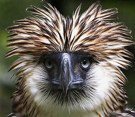 Philippine Eagle Foundation Logo