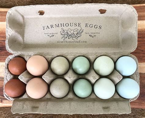 Chicken Egg Colors By Breed Silver Homestead In Chicken Egg