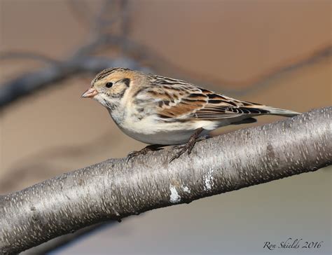 More Lapland Longspur Photos | The Meadowlands Nature Blog