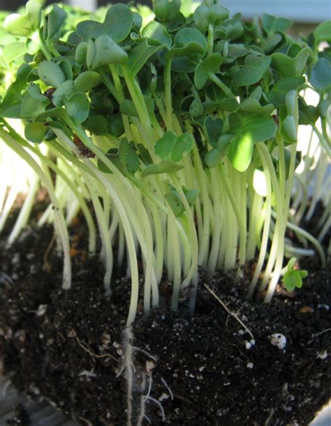 Radish Daikon Microgreen Seeds St Clare Heirloom Seeds