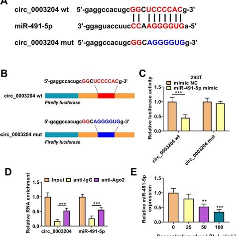 Mir P Was A Target Of Circ A The Predicted Binding Site