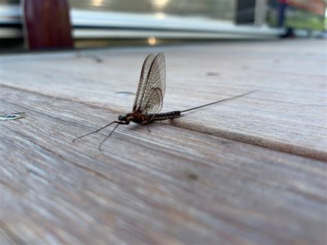 Riverroots Mayfly The Hatch