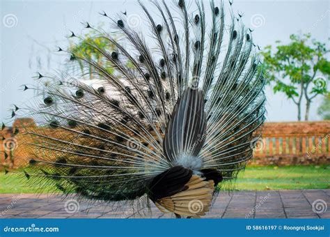 Green Peafowl of Thailand stock image. Image of exotic - 58616197