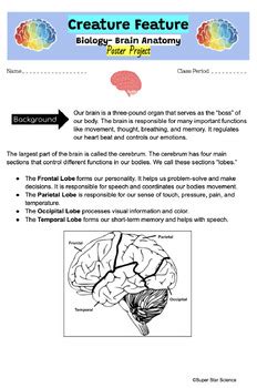 Nervous System Brain Anatomy Project FUN Creative STEM Biology