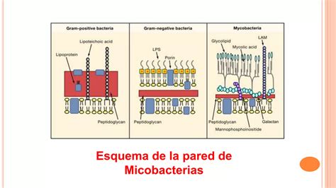 Tuberculosis Latente Dr Casanova Ppt