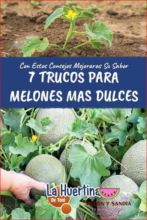 Huerto De Mel N Gu A Completa Para Cultivar Esta Deliciosa Fruta